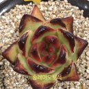 솔레미오 이미지