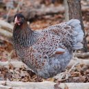 청계복지농장 이미지