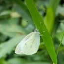 하얀 나비 이미지