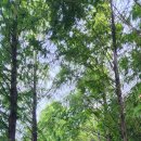 우로지 자연숲 황토길 이미지