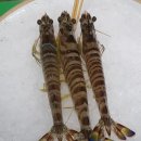 일송활어회 이미지