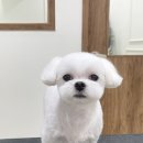 바림 펫그루밍샵 이미지
