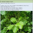 노박 덩굴---＞ (관절에 특효) 이미지