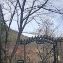 대가상황삼계탕