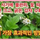 빨간감자 수확시기! 누런 감자잎 색깔 *감자 재배기간과 생육온도 꽃따기 이미지