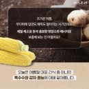 옥수수 VS 감자, 여름철 국민 간식 영양성분 비교 이미지