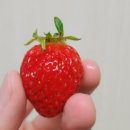 맘스터치 세종아름점 이미지