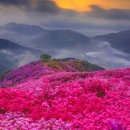 제32회 여수영취산진달래축제 이미지