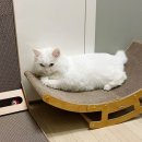 고양이 스크래쳐 아토주 유라인 엘라인 스크래쳐 2주 사용 후기