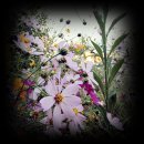 강변장어 이미지