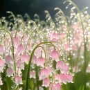 식물갤에 올라온 은방울꽃 이미지