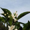 귤꽃향기 이미지