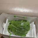 탁이 보쌈 후 냉면 이미지