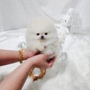 어벤져스켄넬 탑클래스펫 강아지분양 | 인천강아지분양 정보 (시흥 송도 서울 강남)