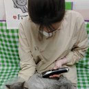 영블리 펫살롱 이미지