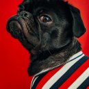 pet for you 이미지