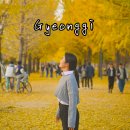 수북경로당 | 경기도 여주 가볼만한곳 강천섬 은행나무 단풍 실시간 가는법 주차 애견동반