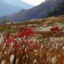 곰배령스케치 이미지