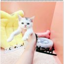 부천강아지분양 고양이분양 24시 데려가개 부천점 이미지