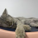 냥이의하루 카페.분양 이미지