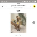 키스더도그/아르테미스 이미지