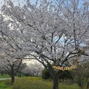 주민편의 의자 | 드림파크벚꽃축제 인천벚꽃명소 주차,대중교통,편의시설 방문후기