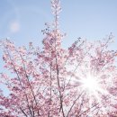 원어민 일본어 여행회화 이미지