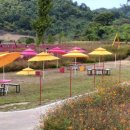 중면사무소 | 임진강 댑싸리 정원 개장 국내 최대 규모