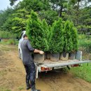 조경농장 이미지