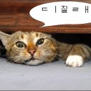 미친고양이