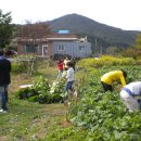 [촌스테이]배추뽑기-김치 담그기-부모님과 함께 했던 시간 이미지