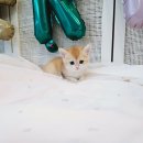 미앤유펫 강아지 고양이 원주점 | 제천강아지분양은 미유펫원주점으로