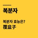 영농조합법인 오산산야 | 복분자 효능 7가지와 부작용, 남성, 여성 건강, 뛰어난 안토시아닌 효과, 진짜 먹는 법 총정리
