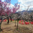 남한강변힐링농원 | 2026 원동매화축제 초대가수 총정리 박군·나태주 공연시간 &amp; 실시간 개화 상황·주차 꿀팁