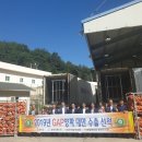 합천양파 이미지