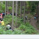 편백향 코끝 스치면 잡념은 저만치 사라지고/축령산 편백나무숲길. 이미지