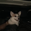 용마오락실 | 보리랑 함께하는 제주여행 🚢 :: 애견동반여행 제주도 3박 4일