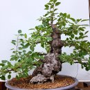 사간의향기 이미지