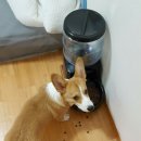 대중메디팜 이미지