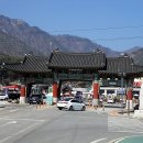 용문산 은행나무길(물소리길 6코스) 이미지