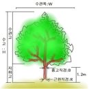 수목 보상금 제대로 받는 비법 이미지