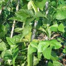 옥천농장 이미지