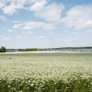 차와 함께 힐링 이미지