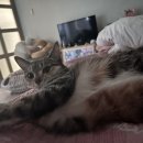 우리집 똥강아쥐 이미지