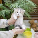 미니펫 강아지분양 고양이분양 부천점 이미지