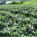 가빈농장 이미지