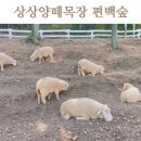 불대경로당 | 상상양떼목장 편백숲, 양이랑 놀자!
