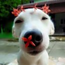 꽃보다강아지 이미지