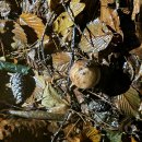 1329 | 오지산행후기(1329차) 강북부 송이산행(2) 2025.10.10(금)