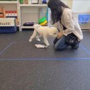 울림 반려견 교육센터 이미지